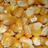 Kukuřice oranžová 5kg